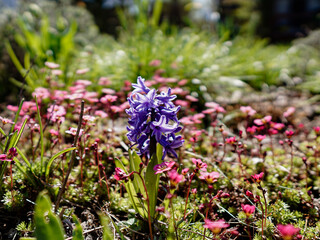 Hiacynty na łące, Hyacinths in the meadow © Tomasz