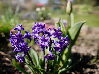 Hiacynty z bliska, Hyacinths close up © Tomasz