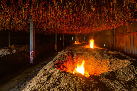 tobacco dark-fire curing process
