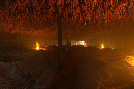 tobacco dark-fire curing process