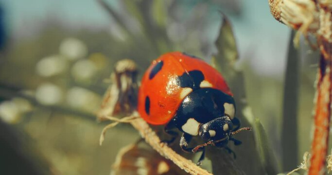 Closeup macro of a lady bug crawling on the leaf of a plan in a field