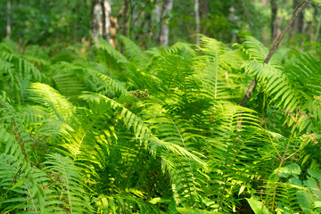 Dense thickets of fern in the forest.