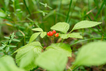 ripe berry, stone bramble in the woods