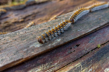 Thaumetopoea pinivora, the eastern pine processionary  walking on bark of pine tree