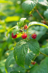 Ripe raspberry on a bush in the garden on a sunny day