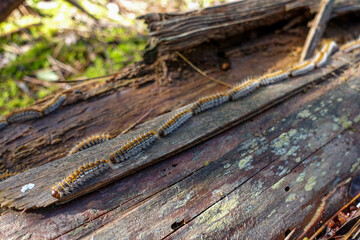 Thaumetopoea pinivora, the eastern pine processionary  walking on bark of pine tree