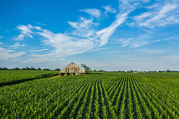corn field, barn, and blue sky © Joseph