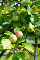 Apples hanging on the branch in the apple orchad during autum.