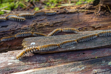 Thaumetopoea pinivora, the eastern pine processionary  walking on bark of pine tree