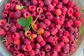 large plate with ripe raspberries