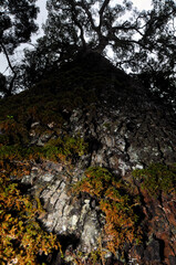 The gigantic Outeniqua yellowwood forms an eco-system on its own