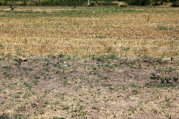 Obraz na płótnie Canvas Dry field in Attica, Greece, August 2 2019.