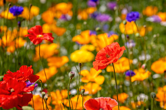 Close up of beautiful red and yellow poppies in wild flower garden
