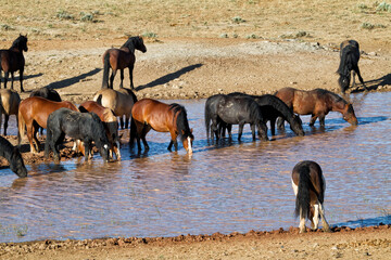 Morning at the Water Hole