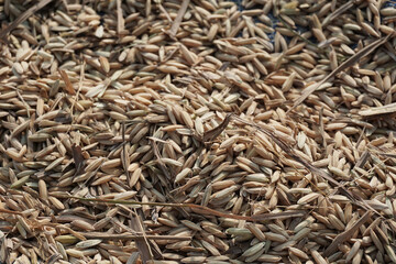 Display dry raw rice seeds