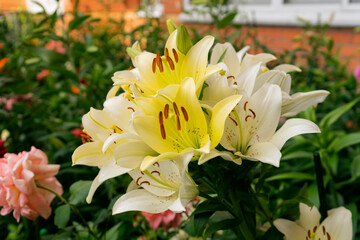 Obraz premium white and yellow flowers