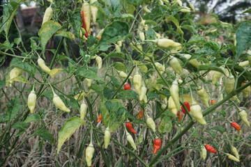 Fresh chilies on the tree
