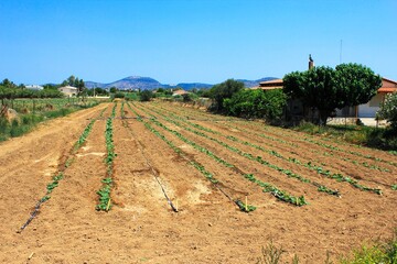 Growing vegetables on a field in Attica, Greece, August 2 2019.