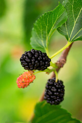 Close-up of mulberry or Morus berries growing on a tree. Red mulberry on a tree branch in the...