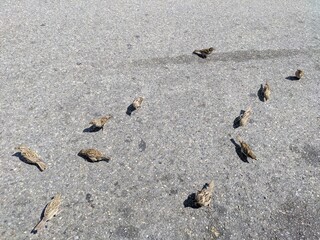 Genève capitale économique de la suisse avec le grand jet d'eau emblématique et la vieille ville touristique et architecture ancienne de maison, ville bourgeoise