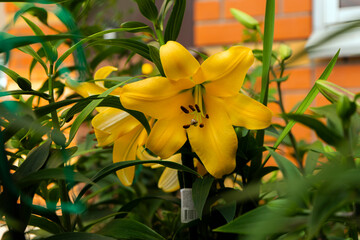 yellow orchid