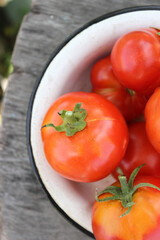 Tomatoes red and yellow in a saucer on a wooden table close up