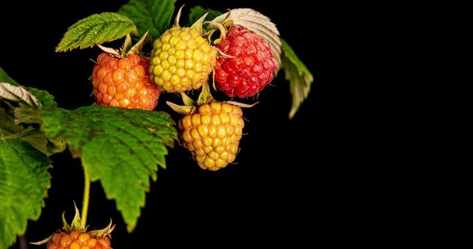 raspberries ripen on black background, close-up. 4K. Concept of fresh fruit, vitamins and natural berries