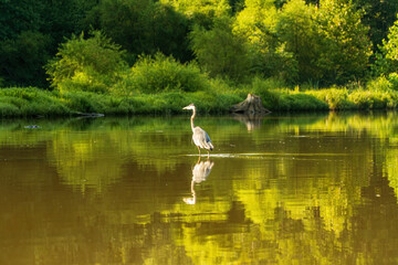 Great Blue Heron in a Wetland Marsh with Visible Reflection.