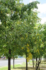 Russia, Moscow, Trees, august 2020 (1)