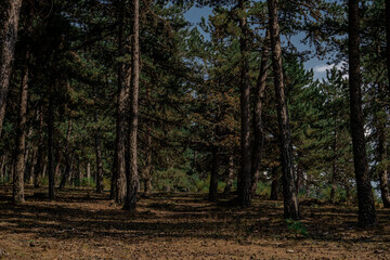 Landscape with the image of summer forest. Great forest of pine trees.