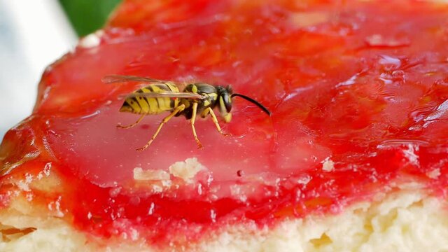 Wasp (Vespula germanica) nibbles on a sweet cake