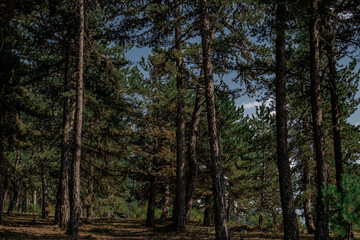 Fototapeta premium Landscape with the image of summer forest. Great forest of pine trees.