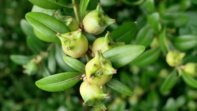 Common boxwood (Buxus sempervirens), fruits