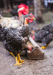 portrait of a gray domestic chicken that looks into the frame.