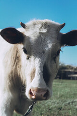 portrait of a cow
