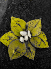 yellow flower on a black background
