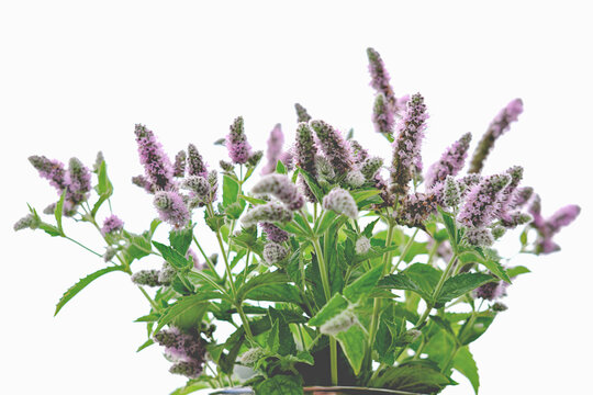 catmint or catnip flowers bouquet on a white background. aromatic herbs and flowers for air freshness. natural home aromatizers. flowers for pleasant home atmosphere.