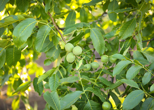 Green walnut fruits hanging on a branch with leaves. Walnut tree with three green peeled nuts, unripe natural fresh close-up.