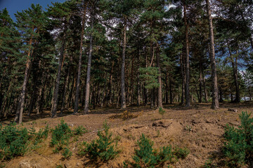 Landscape with the image of summer forest. Great forest of pine trees.