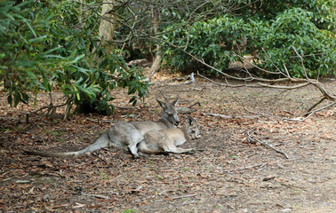 Kangaroo mother with joey sleeping - Anglesea golf course in Victoria, Australia