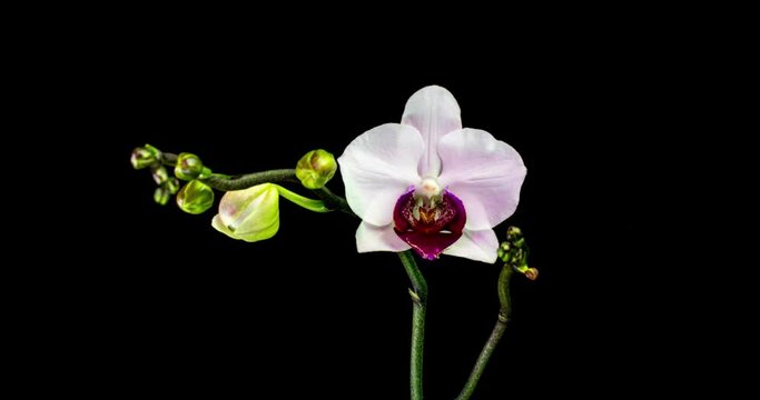 Time-lapse of opening three orchid flowers 4K on black background