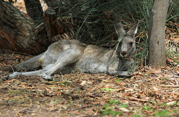 Grey Kangaroo resting under tree - Anglesea golf course in Victoria, Australia
