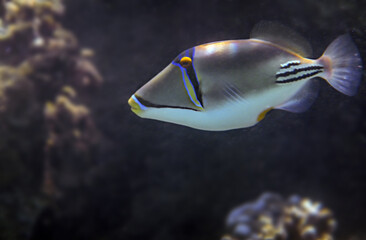 Fototapeta na wymiar Coral nature reserve, Picasso trigger fish, Rhinecanthus assasi (belongs to the family Balistidae)