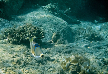 Fototapeta na wymiar Coral nature reserve, Picasso trigger fish, Rhinecanthus assasi (belongs to the family Balistidae), Middle East