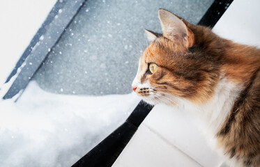 Side portrait of cat looking at snow storm / snow flakes, from a window or rooftop hatch. Attentive...