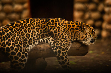 Fototapeta na wymiar Sleeping leopard