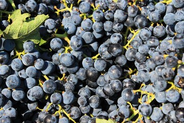 Bunch of red grapes in grape factory in Attica, Greece.