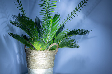 palm tree in a pot