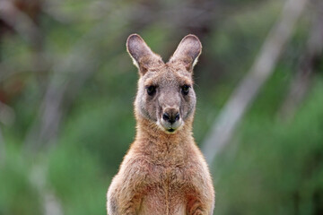 Fototapeta premium Kangaroo portrait - Anglesea golf course in Victoria, Australia