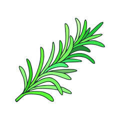 Rosemary plant. Vector stock illustration eps10